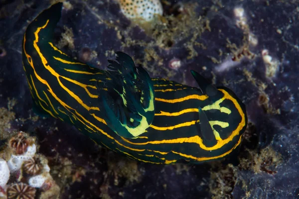인도네시아 라자암 산호초 벽에서 먹이를 바스트 가지가 발견되고 이해양 생물의 — 스톡 사진