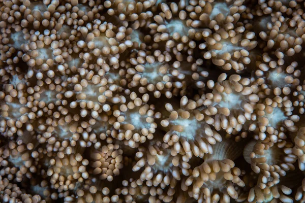 Részlet Egy Zátonyépítő Korallkolóniáról Raja Ampatban Indonéziában Régió Úgy Gondolják — Stock Fotó