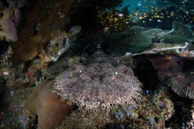 İyi kamufle edilmiş bir Tasseled wobbegong Endonezya 'nın Raja Ampat kentindeki mercanların altında yatıyor. Bu bölgenin deniz biyolojik çeşitliliğinin merkezi olduğu ve dalış ve şnorkelle yüzmek için popüler bir alan olduğu düşünülüyor..