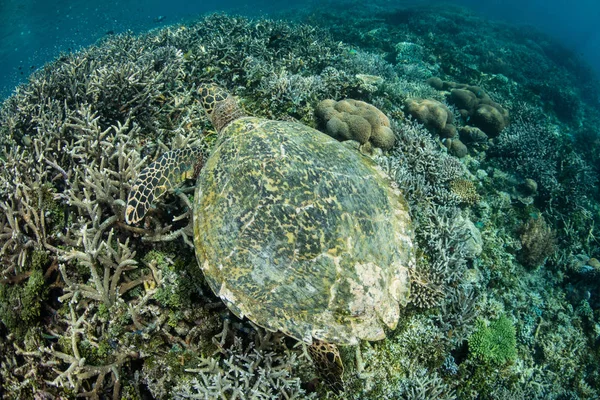 A Hawksbill sea turtle searches for sponges to eat on a reef in Raja Ampat, Indonesia. This reptile is considered to be a critically endangered species.