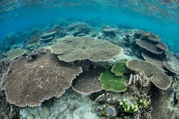 Recifes Coral Saudáveis Franja Remotas Ilhas Calcário Meio Raja Ampat — Fotografia de Stock