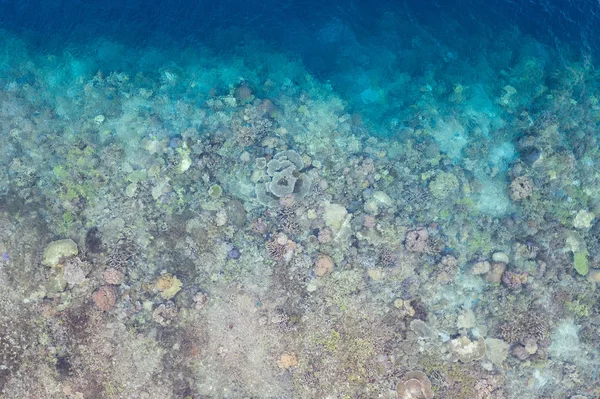 산호초가 인도네시아 석회암 과접해 놀라운 생물의 다양성 곳으로 유명하며 잠수부들 — 스톡 사진