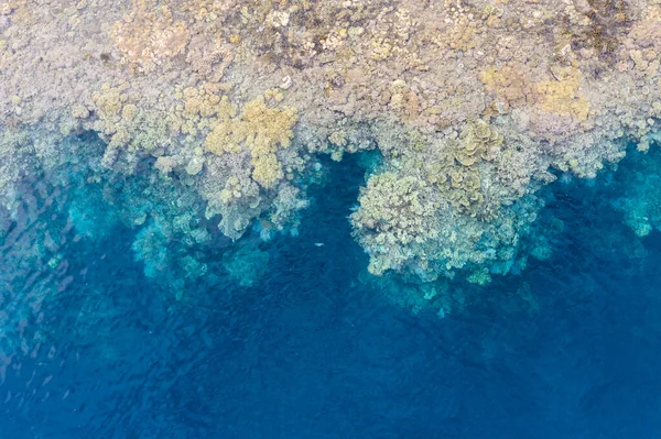 산호초가 인도네시아 석회암 과접해 놀라운 생물의 다양성 곳으로 유명하며 잠수부들 — 스톡 사진