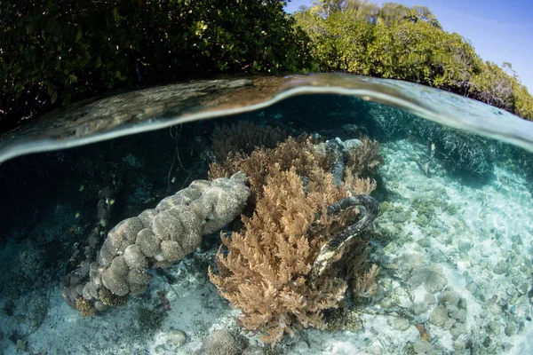 软珊瑚生长在印度尼西亚哈尔马赫拉海一个偏远热带岛屿上的红树林的边缘 红树林是珊瑚礁鱼和无脊椎动物的重要繁殖地 — 图库照片