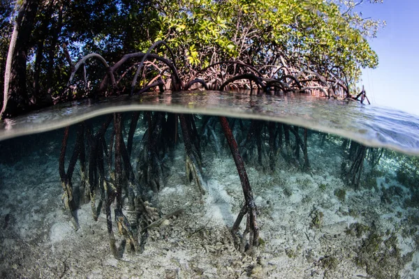 Raízes Suporte Uma Floresta Manguezais Crescem Uma Remota Ilha Tropical — Fotografia de Stock