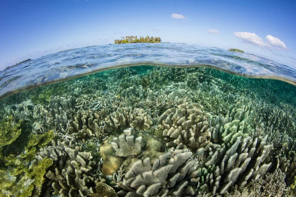 Healthy Coral Reefs Fringe Remote Islands Halmahera Sea Indonesia Amazing — Stock Photo, Image