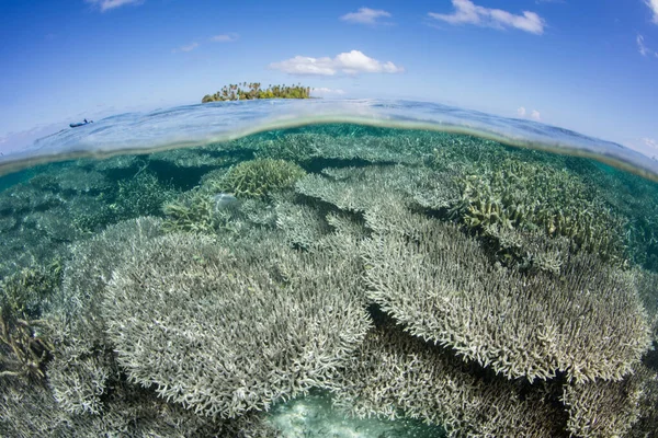 Recifes Coral Saudáveis Franjam Ilhas Remotas Meio Mar Halmahera Indonésia — Fotografia de Stock