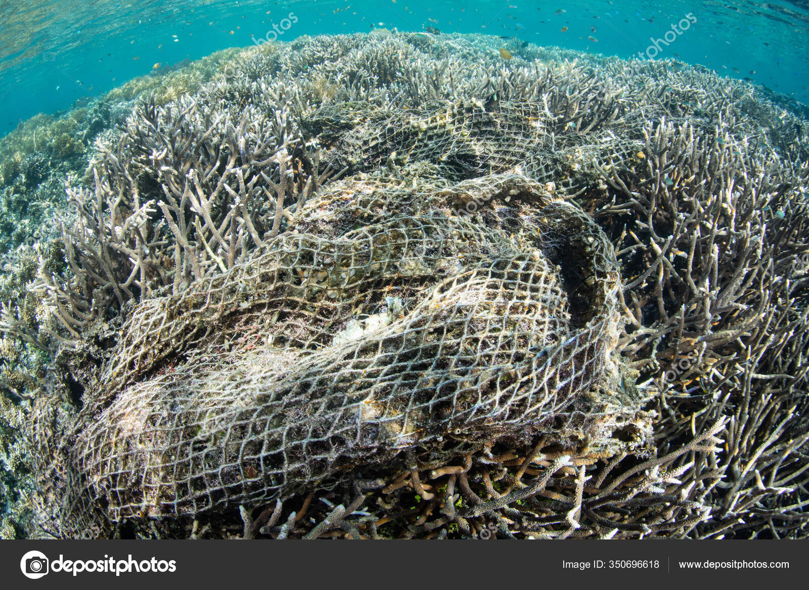 Huge Discarded Fishing Net Has Become Entangled Shallow Coral Reef — Stock  Photo © ead72 #350696618