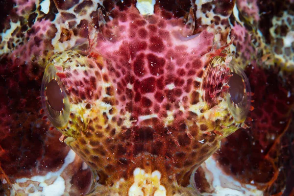 Detail Eyes Tasseled Scorpionfish Scorpaeanopsis Oxycephala Reef Indonesia Scorpionfish One — Stock Photo, Image