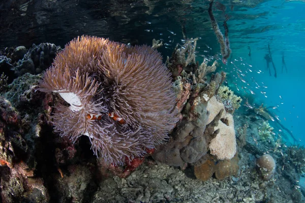 Magnificent Anemone Grows Edge Mangrove Forest Raja Ampat Indonesia Remote — Stock Photo, Image