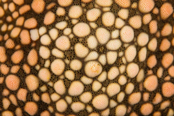 Detail Top Yellow Mesh Sea Star Nardoa Novaecaledoniae Coral Reef — Stock Photo, Image