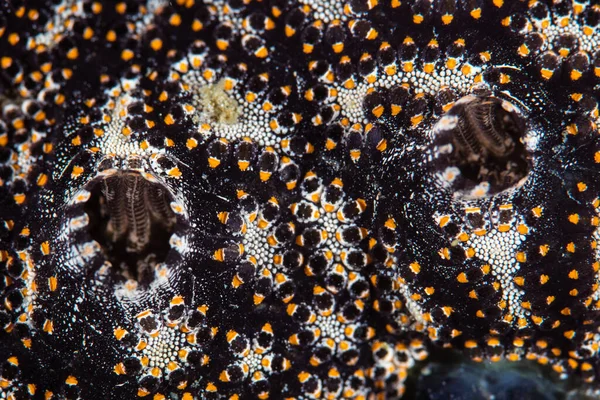 Detalle Hermosos Tunicados Coloniales Botryllus Creciendo Arrecife Coral Indonesia Tunicates — Foto de Stock