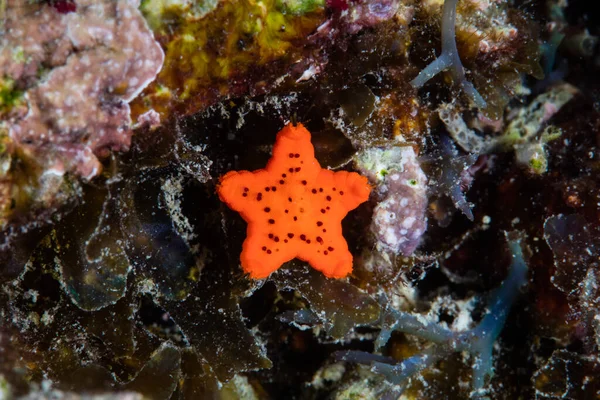 A tiny juvenile sea star clings to a coral reef in Raja Ampat, Indonesia. Sea stars are echinoderms, related to urchins, sea cucumbers, and crinoids.