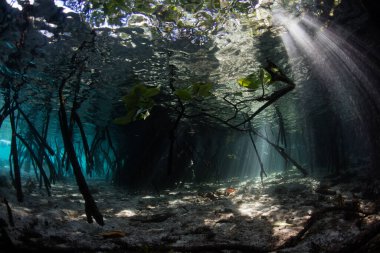 Natural light illuminates the shadows in a mangrove forest found on a remote, tropical island in the Halmahera Sea, Indonesia. Mangroves are important nurseries for reef fish and invertebrates. clipart