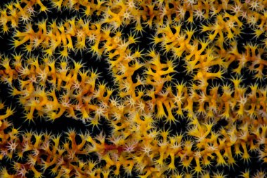 Raja Ampat, Endonezya 'da sağlıklı bir resif üzerinde yetişen renkli bir gorgonyanın koloni poliplerinin ayrıntıları. Her polip genetik olarak diğeriyle aynıdır, ayrı hayvanlar olmalarına rağmen..