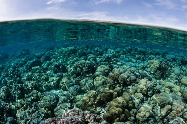 Corais Construção Recifes Cobrem Fundo Mar Papua Nova Guiné Esta — Fotografia de Stock