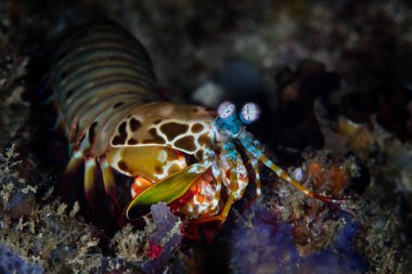 Bir Tavuskuşu mantis karidesi, Odontodactylus scyllarus, Endonezya 'da sağlıklı bir mercan resifinde beslenmek için yengeç ya da bivalf arar. Bu renkli kabuklular dünyanın en iyi görüşüne sahipler..
