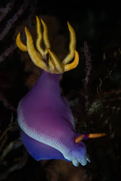 Шикарная Голая Ветвь Hypselodoris Bullocki Ползает Здоровому Коралловому Рифу Индонезии — стоковое фото