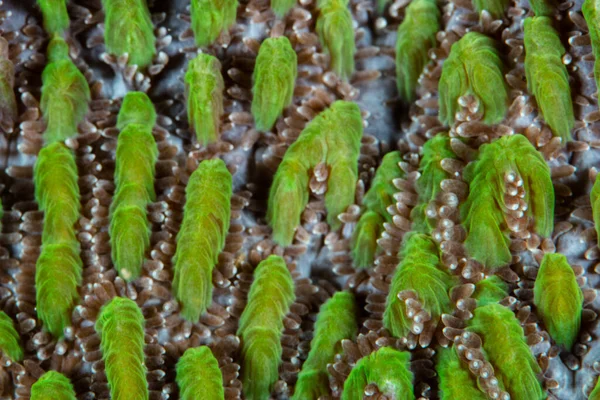 Detail Reef Building Coral Colony Growing Healthy Reef Indonesia — Stock Photo, Image