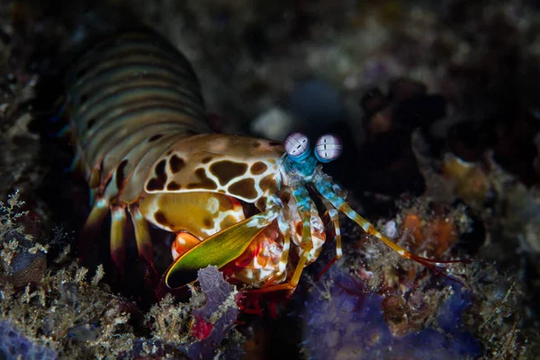 在印度尼西亚 一只孔雀虾 Odontodactylus Scyllarus 正在寻找螃蟹或两壳类动物 以健康的珊瑚礁为食 这些五彩斑斓的甲壳类动物拥有地球上最好的视力 — 图库照片