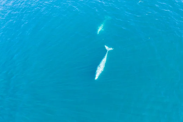 Gray Whales Eschrichthius Robustus Migrate Northward West Coast Feeding Grounds — Stock Photo, Image