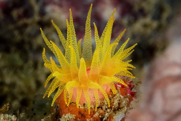 Detalle Pólipo Coral Copa Tubastrea Coccinea Creciendo Arrecife Coral Indonesia —  Fotos de Stock