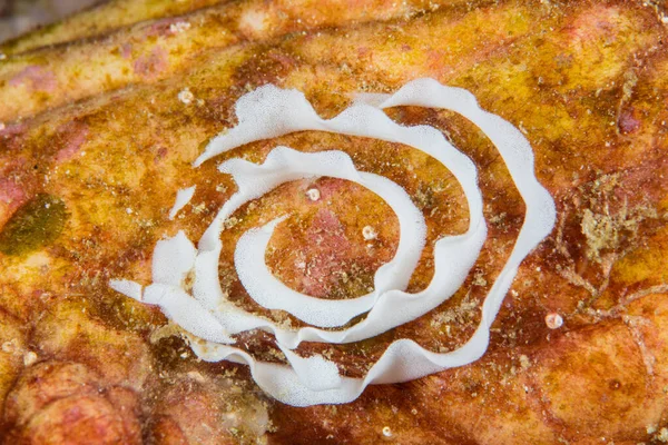 Coil Nudibranch Eggs Found Seafloor Indonesia Nudibranchs Lay Thousands Eggs — Stock Photo, Image