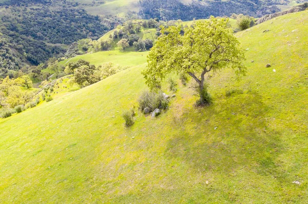 A California live oak tree grows amid the hills of the East Bay in Northern California. This open area, east of San Francisco Bay, is green in the winter due to rain and golden during the summer.