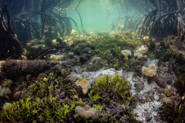 Eğimli aksesuar kökleri Endonezya 'nın Raja Ampat kentindeki bir mangrovun sığ deniz tabanına iner. Bu uzak bölgedeki mangrovlar çok çeşitli balık ve omurgasızları destekleyen ekolojik açıdan hayati öneme sahiptir..