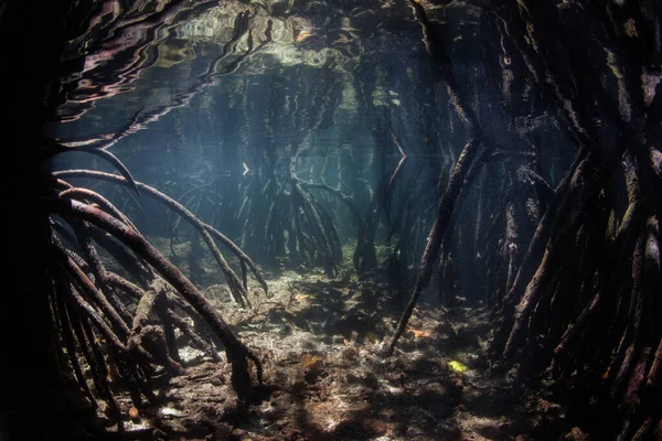 Curved Prop Roots Descend Shallow Seafloor Mangrove Raja Ampat Indonesia — Stock Photo, Image