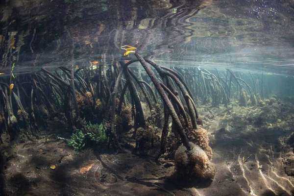 가지뿌리는 인도네시아 라자암 홍수림의 밑으로 내려간다 외딴곳에 맹그로브 생태학적으로 중요하며 — 스톡 사진
