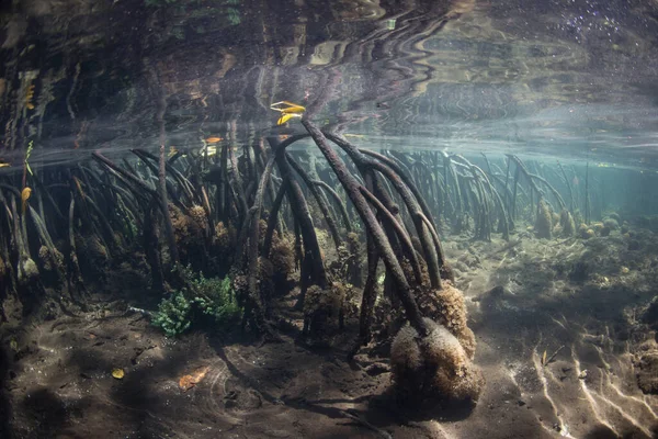 Curved Prop Roots Descend Shallow Seafloor Mangrove Raja Ampat Indonesia — Stock Photo, Image