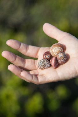Güney Afrika 'daki False Bay kıyılarında güzel kabuklar bulundu.. 