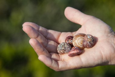 Güney Afrika 'daki False Bay kıyılarında güzel kabuklar bulundu.. 