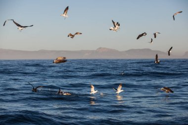 Martılar, Güney Afrika 'daki False Bay' de büyük beyaz köpekbalığının bıraktığı fok artıklarıyla ziyafet çekiyorlar. Bu güzel bölge balıkçılık, balinalar ve Büyük Beyaz Köpekbalıklarının mevsimsel birleşimiyle bilinir..