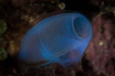 Endonezya 'da mercan resifinde güzel bir mavi tunicate yetişir. Bu tür hayvanlar sudaki organik maddeleri filtreler..