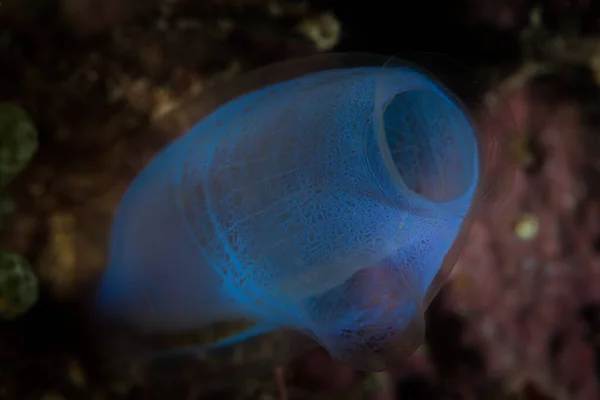 Endonezya Mercan Resifinde Güzel Bir Mavi Tunicate Yetişir Tür Hayvanlar — Stok fotoğraf