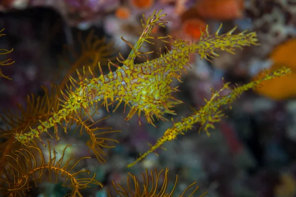 インドネシアのサンゴ礁の海綿状のサンゴ礁の近くには オランウータンのゴースト パイプフィッシュ Solenostomusパラドックスのペアがあります その効果的なカモフラージュのため このタイプの魚はめったに見られません — ストック写真