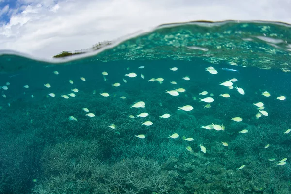팔라우 공화국의 산호초 헤엄쳐 다닌다 외딴섬에 나라는 생물의 놀라운 다양성으로 — 스톡 사진
