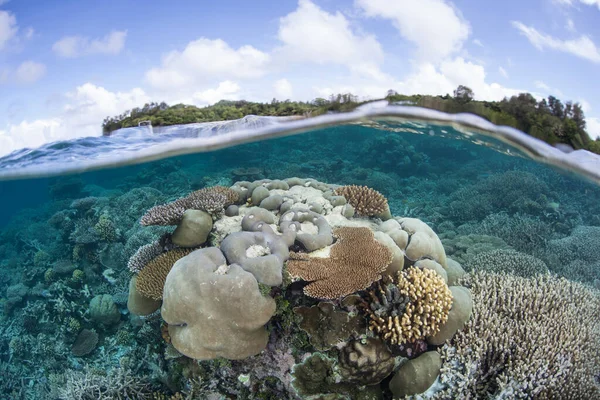 아름다운 산호는 팔라우에 산호초에서 자란다 미크로네시아 지역은 최근에 표백되었지만 비교적 — 스톡 사진