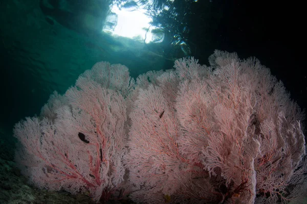 Magnifique Gorgone Pousse Dans Les Eaux Peu Profondes République Palaos — Photo