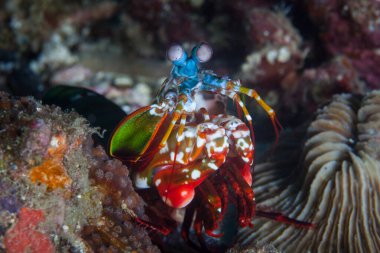 Bir Tavuskuşu peygamber devesi karidesi, Odontodactylus scyllarus, Filipinler 'de sağlıklı bir resif üzerinde avlanır. Bu bölge Mercan Üçgeni 'nin en kuzeyindeki bölge ve olağanüstü deniz biyolojik çeşitliliği barındırıyor..