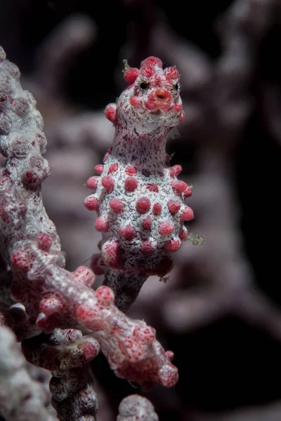 Well Camouflaged Pygmy Seahorse Hippocampus Bargabanti Clings Its Host Gorgonian — Stock Photo, Image