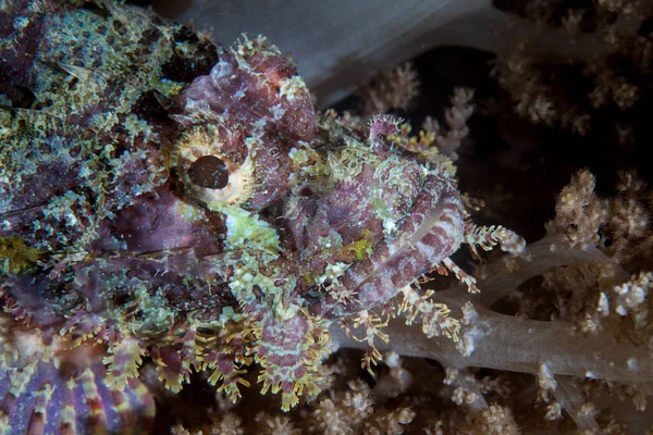 Uno Scorfano Ben Mimetizzato Scorpaenopsis Riposa Una Sana Barriera Corallina — Foto Stock