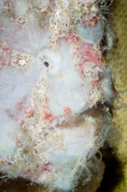 Dev bir kurbağa balığı, Antennarius ticareti, kendisini Filipinler 'deki sağlıklı bir resifte saklar. Bu bölge Mercan Üçgeni 'nin en kuzeyindeki bölge ve olağanüstü deniz biyolojik çeşitliliği barındırıyor..