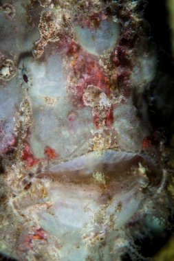 Dev bir kurbağa balığı, Antennarius ticareti, kendisini Filipinler 'deki sağlıklı bir resifte saklar. Bu bölge Mercan Üçgeni 'nin en kuzeyindeki bölge ve olağanüstü deniz biyolojik çeşitliliği barındırıyor..