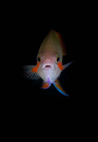 フィリピンのサンゴ礁の上を泳ぐのは オスのツツデフィン アンタニアス Pseudanthias Huchti この地域はコーラル トライアングルの最北端に位置し 類まれな海洋生物多様性を有している — ストック写真