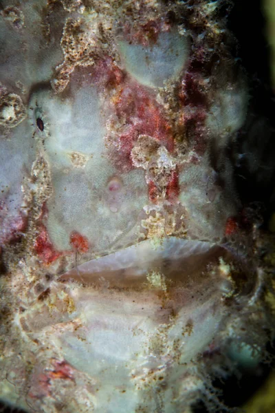 Peștișor Gigant Antennarius Commersonii Ascunde Într Recif Sănătos Din Filipine — Fotografie, imagine de stoc
