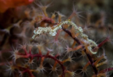 İyi kamufle olmuş bir pigme pipo ejderhası olan Kanyone michthys rumengani Filipinler 'deki bir gorgonyalıya tutunuyor. Bu alan Mercan Üçgeni 'nin içinde ve olağanüstü deniz biyolojik çeşitliliği barındırıyor..