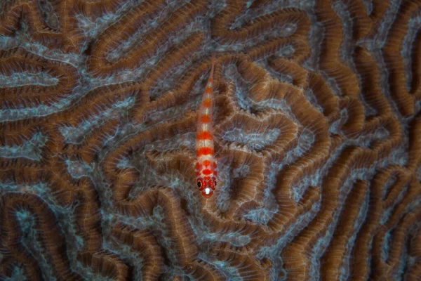 Een Kleine Candycane Dwerggrondel Trimma Rust Een Koraalkolonie Een Gezond — Stockfoto